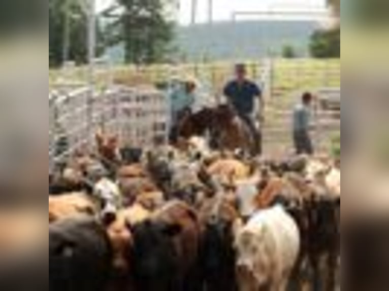 Paint Horse Gelding 14 years 14,2 hh Tobiano-all-colors in Quitman AR