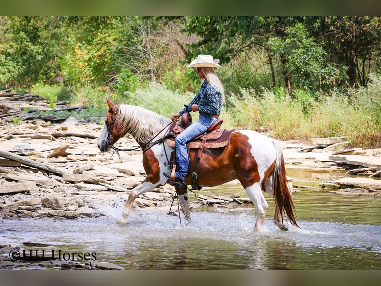 Paint Horse Gelding 14 years 14,3 hh Tobiano-all-colors in Flemingsburg KY