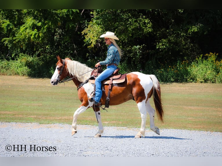 Paint Horse Gelding 14 years 14,3 hh Tobiano-all-colors in Flemingsburg KY