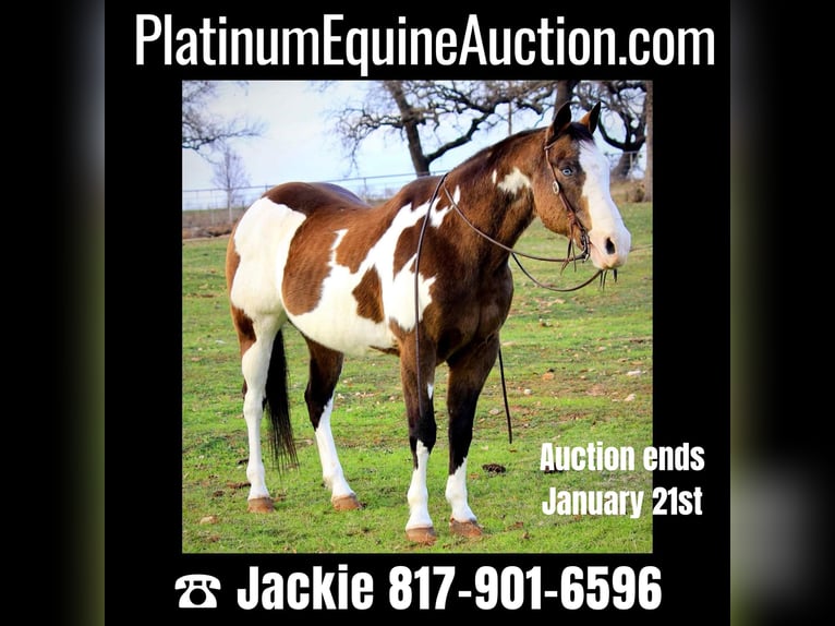 Paint Horse Gelding 14 years 15,1 hh Overo-all-colors in Weatherford TX