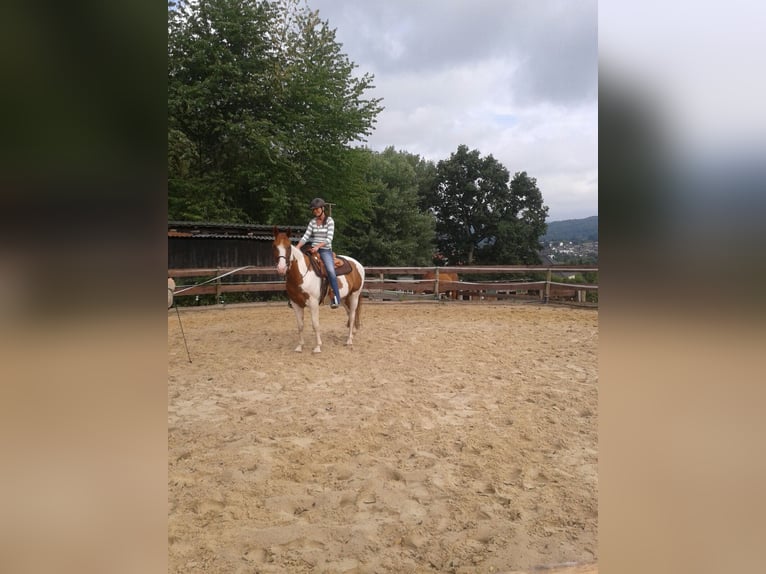 Paint Horse Gelding 14 years 15,1 hh Tobiano-all-colors in Steinau an der Straße