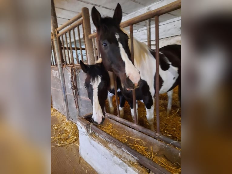 Paint Horse Gelding 14 years 15,2 hh Pinto in Flensburg