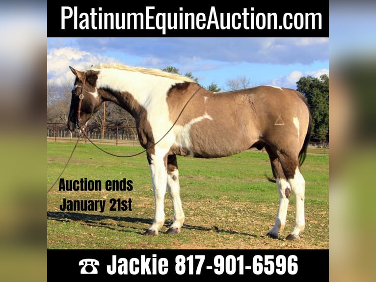 Paint Horse Gelding 14 years 15,2 hh Tobiano-all-colors in Weatherford TX