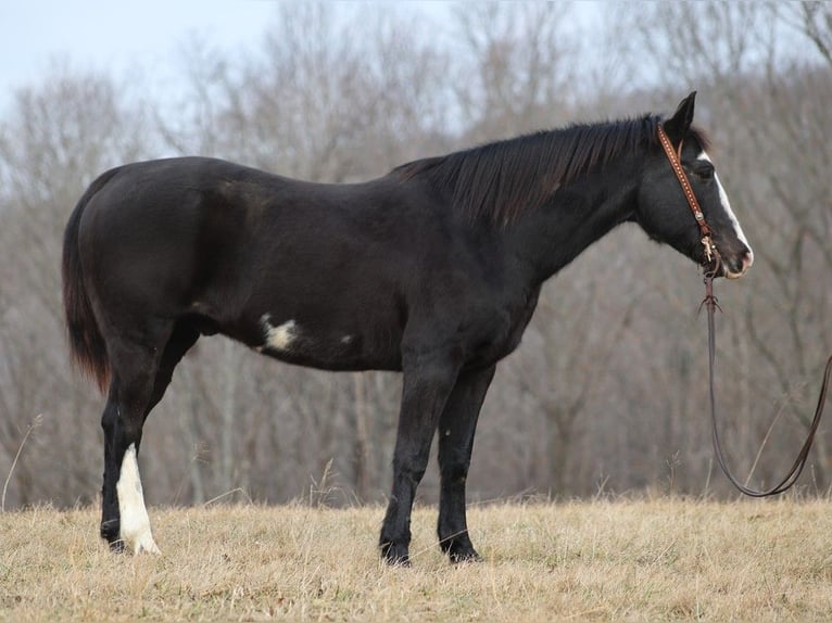 Paint Horse Gelding 14 years 15 hh Overo-all-colors in Brodhead KY