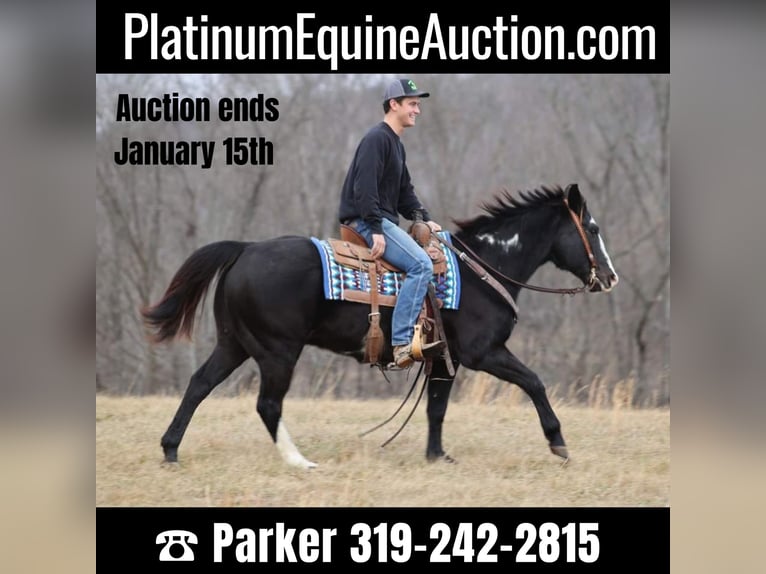 Paint Horse Gelding 14 years 15 hh Overo-all-colors in Brodhead KY