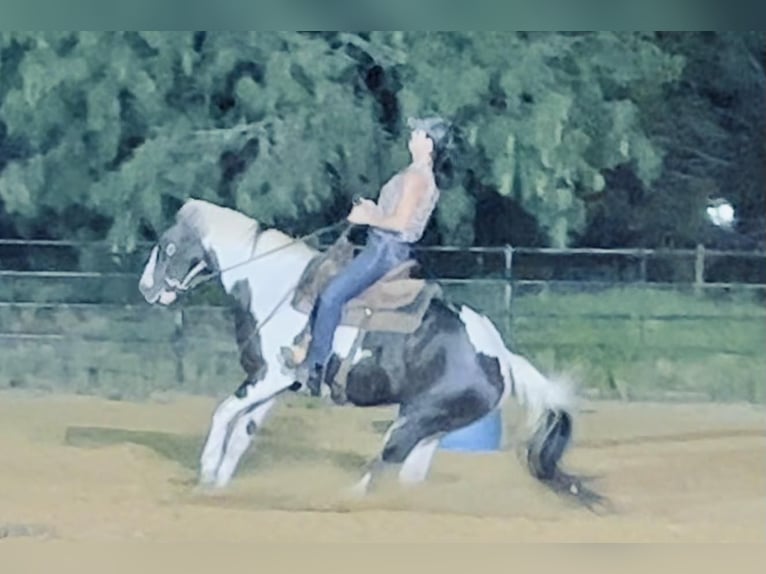 Paint Horse Gelding 14 years 15 hh Tobiano-all-colors in Lipan TN