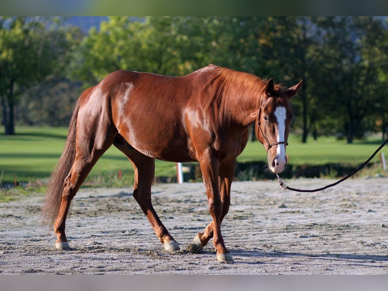 Paint Horse Gelding 14 years 15,2 hh Chestnut-Red in Ahorn