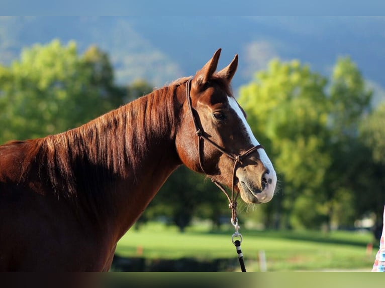 Paint Horse Gelding 14 years 15,2 hh Chestnut-Red in Ahorn