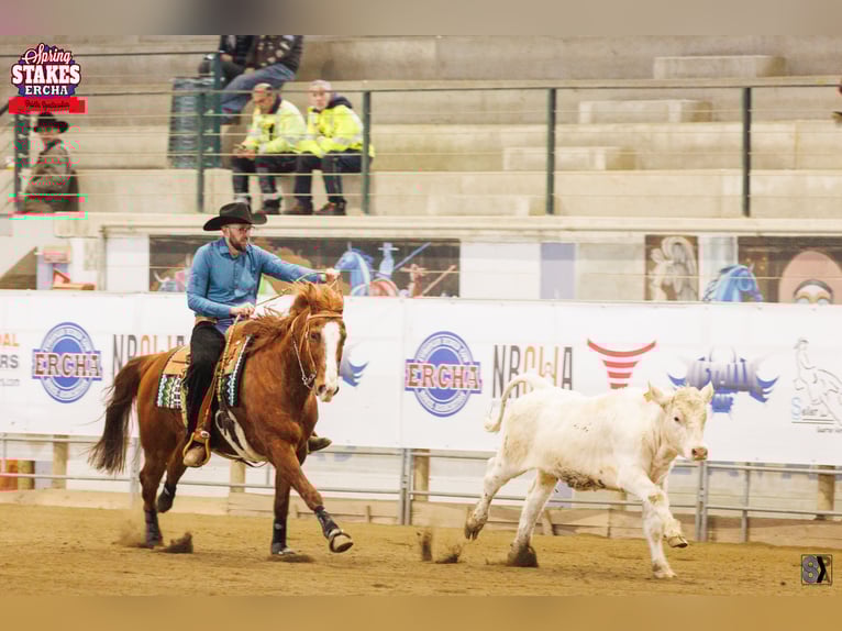 Paint Horse Gelding 14 years 15,2 hh Chestnut-Red in Ahorn