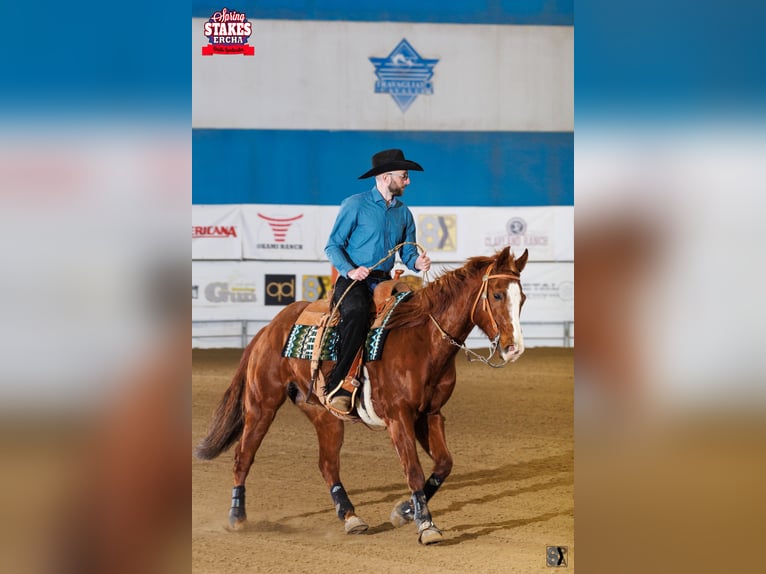 Paint Horse Gelding 14 years 15,2 hh Chestnut-Red in Ahorn