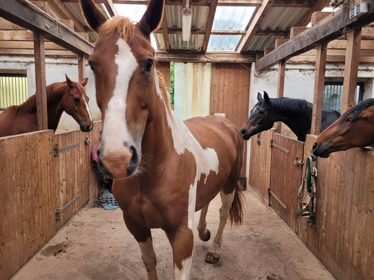 Paint Horse Mix Gelding 14 years 15,2 hh Pinto in Winnweiler