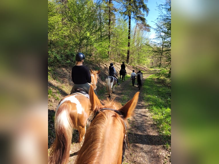 Paint Horse Mix Gelding 14 years 15,2 hh Pinto in Winnweiler