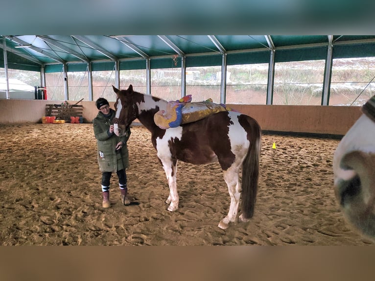 Paint Horse Mix Gelding 14 years 15,2 hh Pinto in Winnweiler