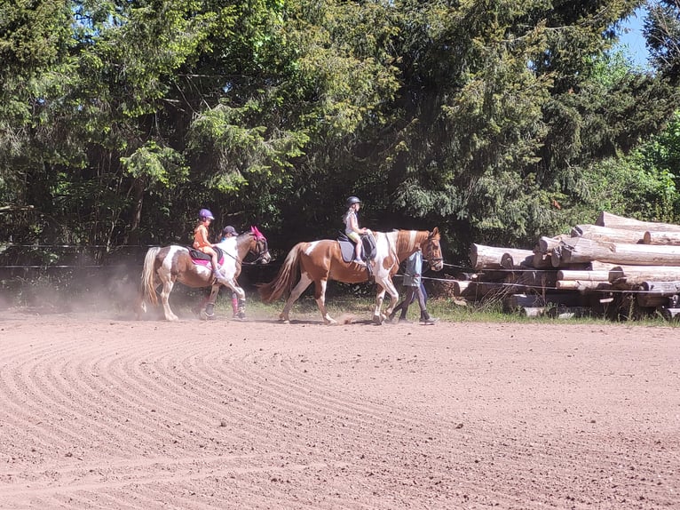 Paint Horse Mix Gelding 14 years 15,2 hh Pinto in Winnweiler