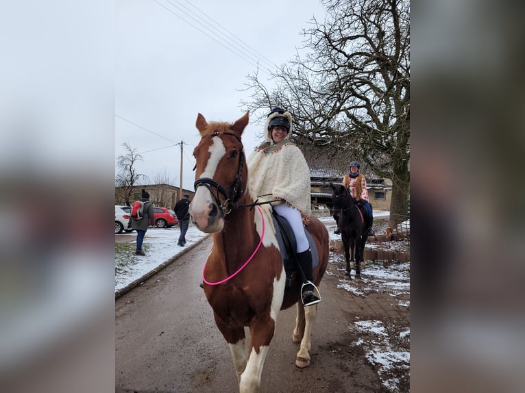 Paint Horse Mix Gelding 14 years 15,2 hh Pinto in Winnweiler