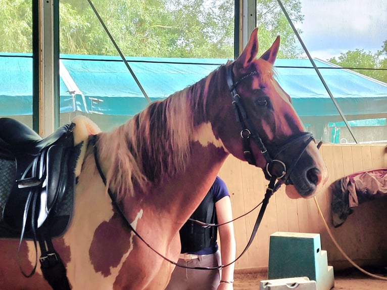 Paint Horse Mix Gelding 14 years 15,2 hh Pinto in Winnweiler