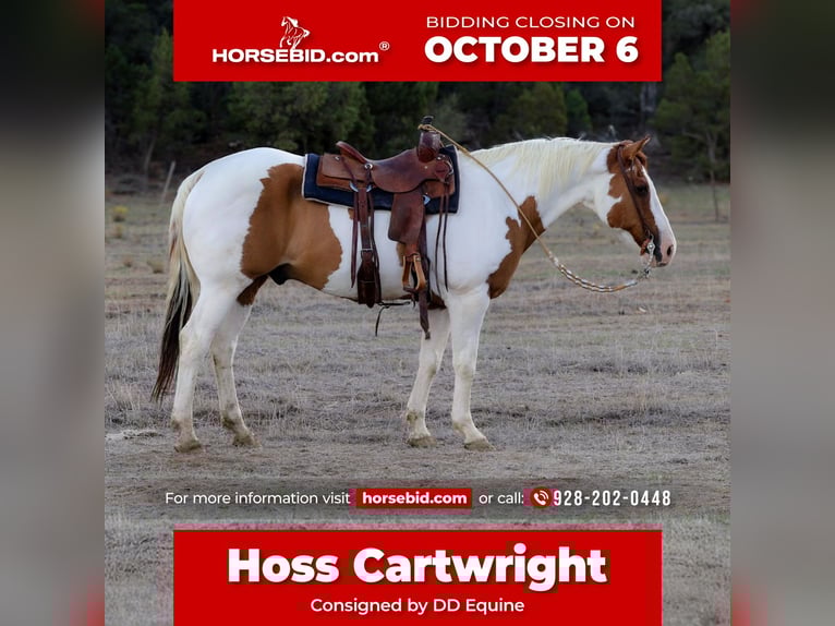 Paint Horse Gelding 14 years 15,3 hh Tovero-all-colors in Camp Verde