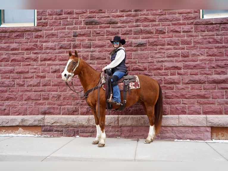 Paint Horse Gelding 14 years in Valley Springs, SD