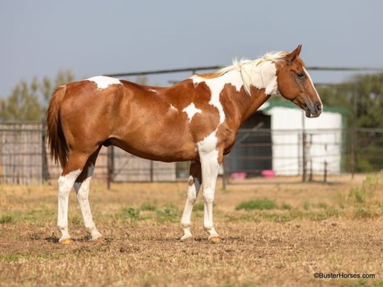 Paint Horse Gelding 14 years Sorrel in Weatherford, TX