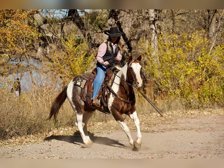 Paint Horse Gelding 15 years 14,3 hh in Valley Springs, SD