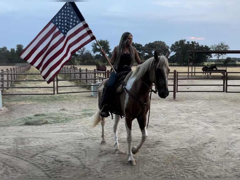 Paint Horse Gelding 15 years 15,1 hh Palomino in Weatherford