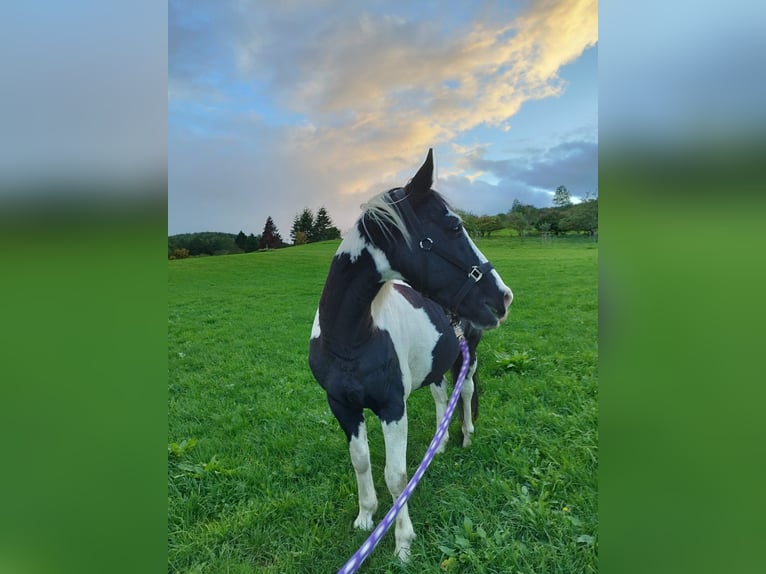 Paint Horse Gelding 15 years 15,2 hh Pinto in Bad Berleburg