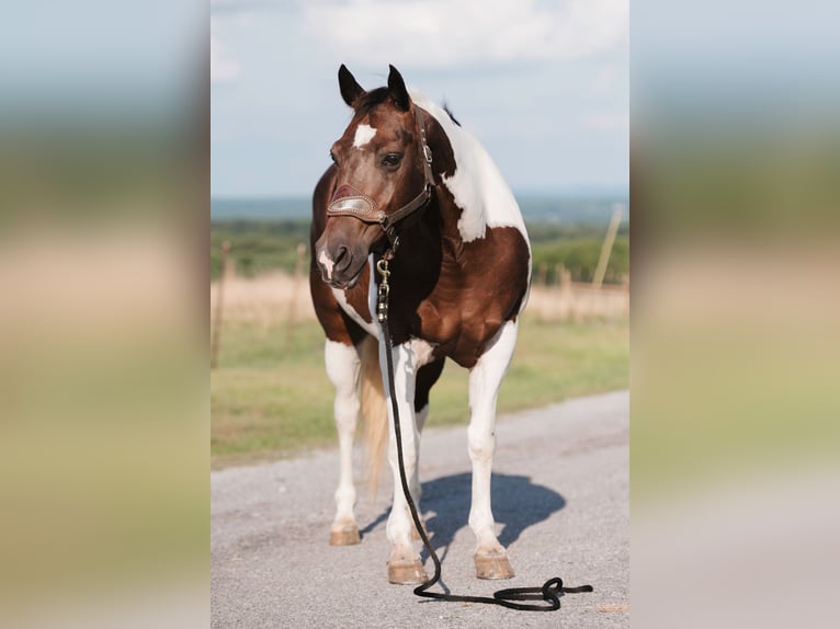 Paint Horse Gelding 15 years 15,3 hh Pinto in Horton