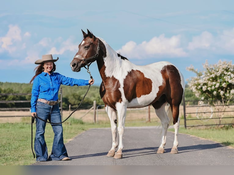 Paint Horse Gelding 15 years 15,3 hh Pinto in Horton