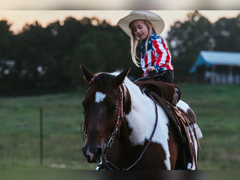 Paint Horse Gelding 15 years 15,3 hh Pinto in Horton