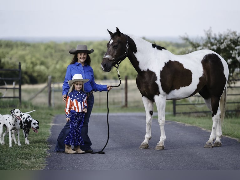 Paint Horse Gelding 15 years 15,3 hh Pinto in Horton