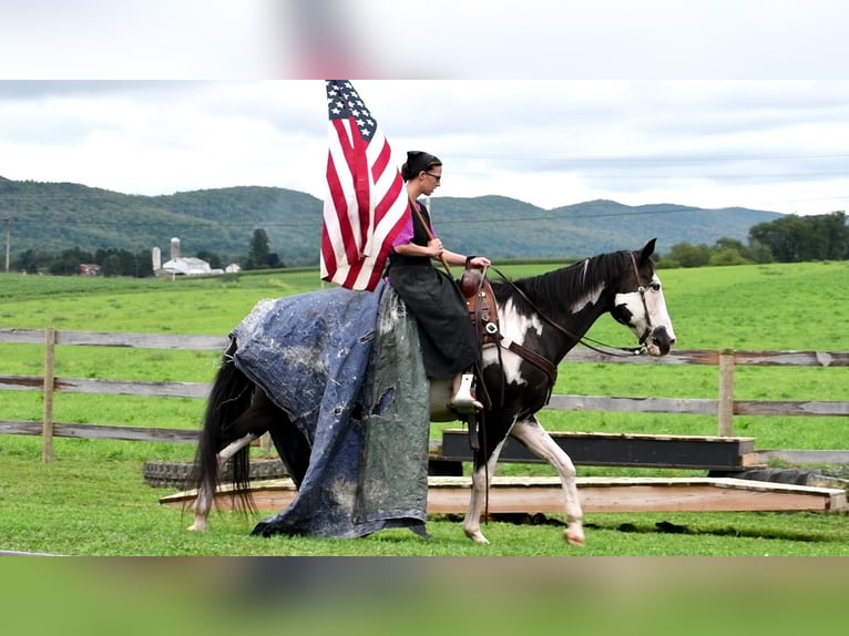 Paint Horse Mix Gelding 15 years 15 hh in Rebersburg, PA