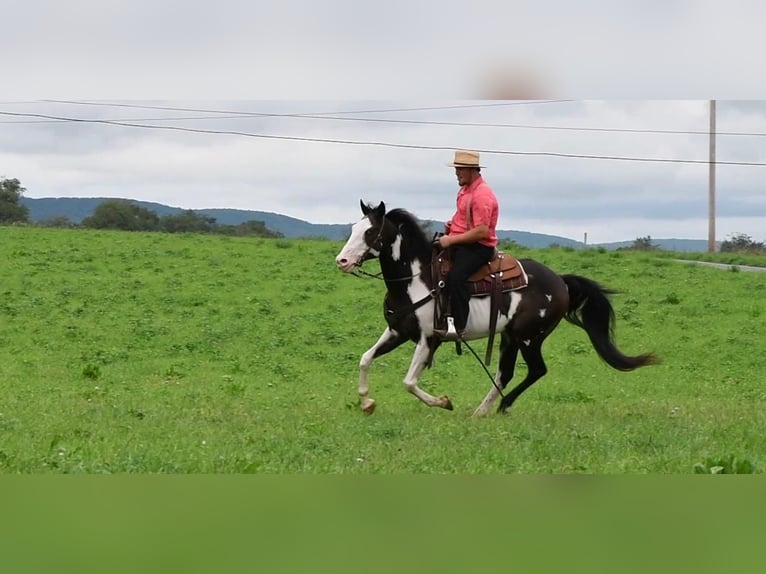 Paint Horse Mix Gelding 15 years 15 hh in Rebersburg, PA