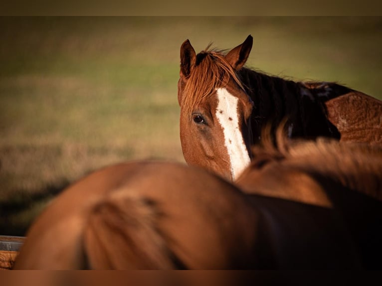 Paint Horse Gelding 15 years 15 hh in Tamm