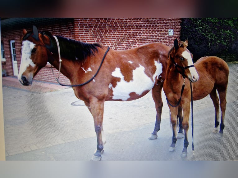 Paint Horse Gelding 15 years 15,2 hh Brown in Wettmar Paint Horse Gelding 15 years 15,2 hh Brown in Wettmar