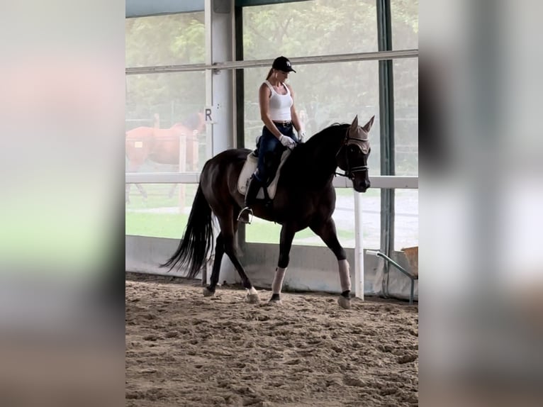 Paint Horse Gelding 15 years 15,3 hh Smoky-Black in Boccaleone