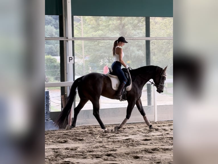 Paint Horse Gelding 15 years 15,3 hh Smoky-Black in Boccaleone