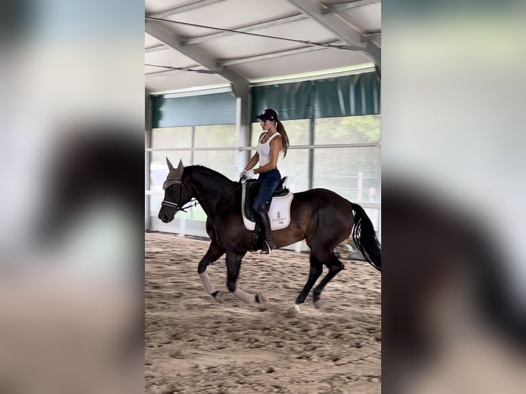 Paint Horse Gelding 15 years 15,3 hh Smoky-Black in Boccaleone