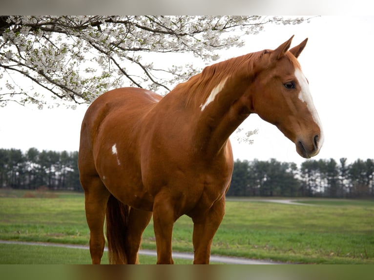 Paint Horse Gelding 15 years 16,1 hh in Westminster, MD