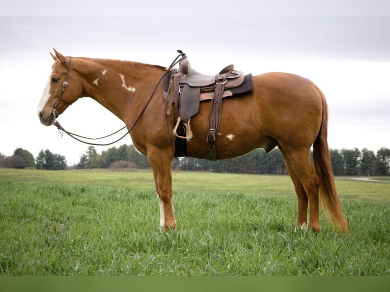 Paint Horse Gelding 15 years 16,1 hh in Westminster, MD