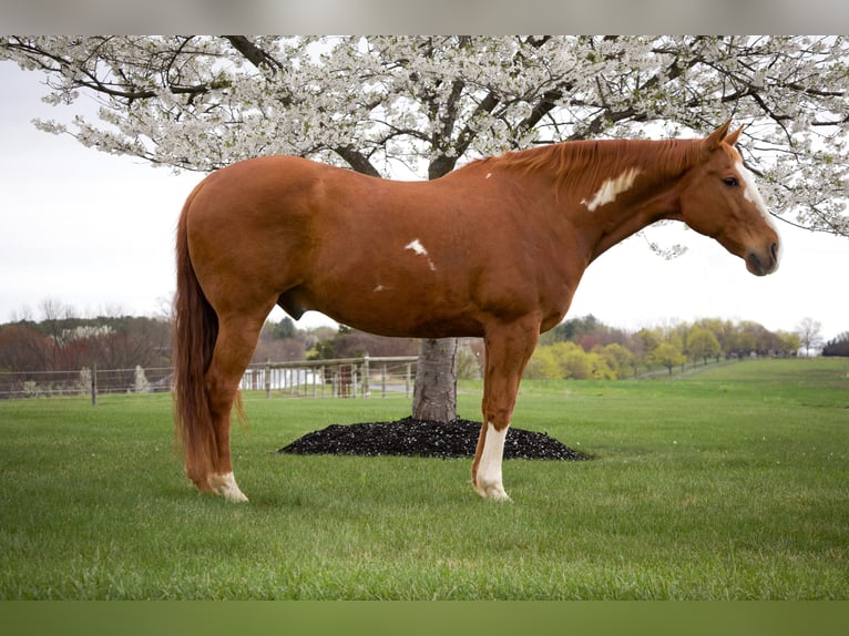 Paint Horse Gelding 15 years 16,1 hh in Westminster, MD