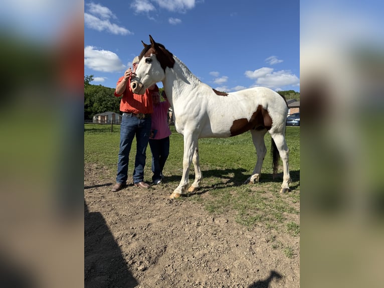 Paint Horse Gelding 15 years Pinto in Huntington
