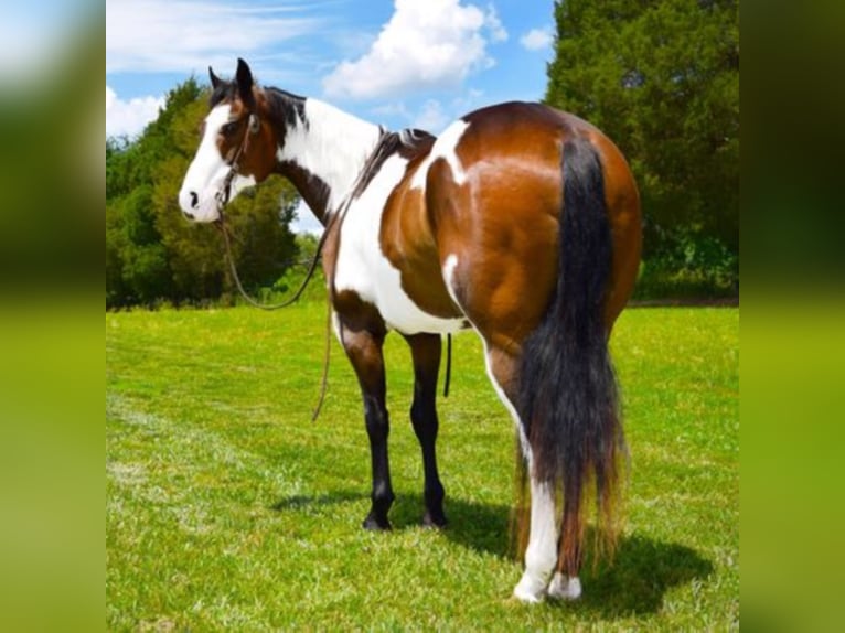 Paint Horse Gelding 16 years Overo-all-colors in Greeneville Ky