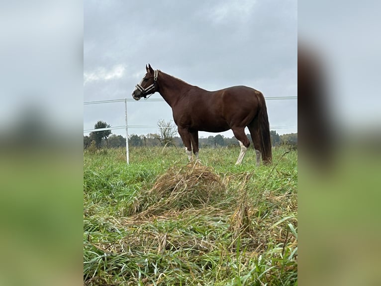 Paint Horse Gelding 17 years 14,2 hh Chestnut-Red in Visselhövede