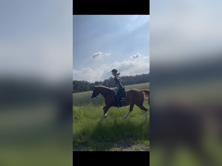 Paint Horse Gelding 17 years 14,2 hh Chestnut-Red in Visselhövede