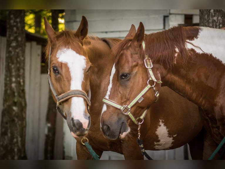 Paint Horse Gelding 18 years 14,3 hh Tobiano-all-colors in Tübingen