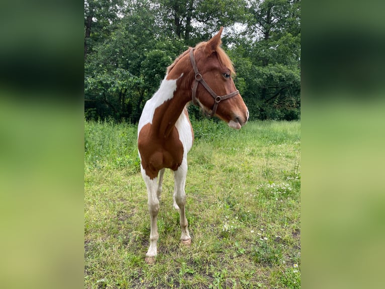 Paint Horse Gelding 1 year 13,2 hh Tobiano-all-colors in Mosina, Wielkopolska