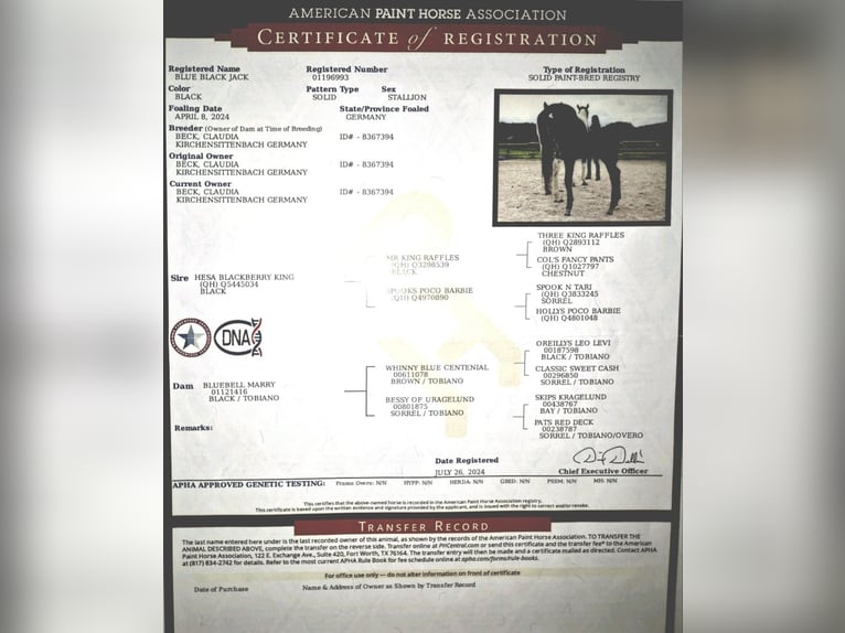 Paint Horse Gelding 1 year 13,3 hh Black in Kirchensittenbach