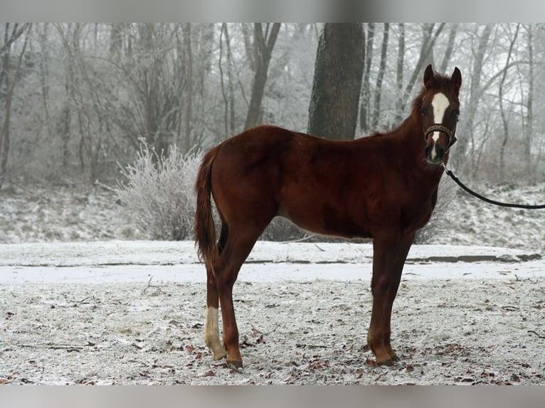 Paint Horse Gelding 1 year 14,2 hh Chestnut-Red in Hellenthal