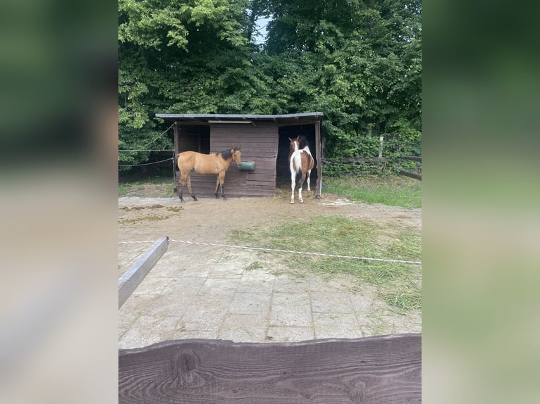 Paint Horse Gelding 1 year 14,3 hh Tobiano-all-colors in Bergkamen