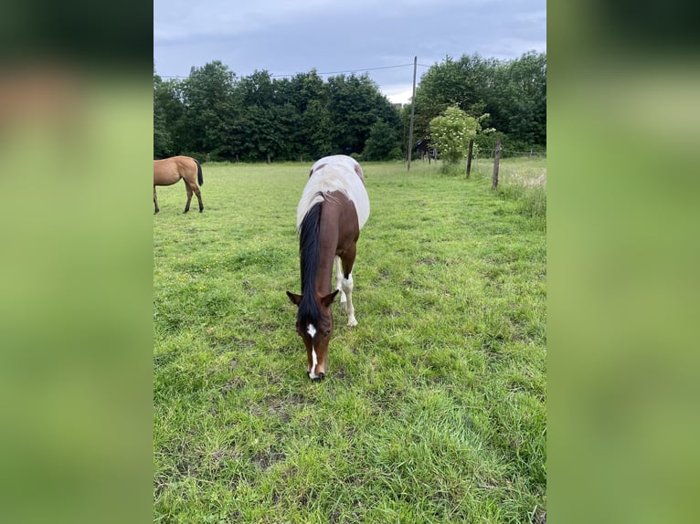 Paint Horse Gelding 1 year 14,3 hh Tobiano-all-colors in Bergkamen